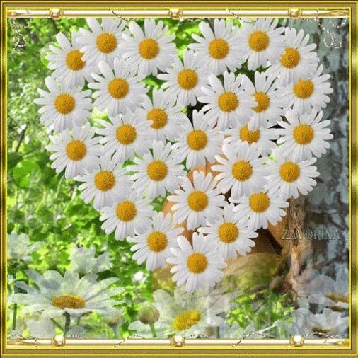 Картинка с ромашками с красивым пожеланием Pin auf Daisies