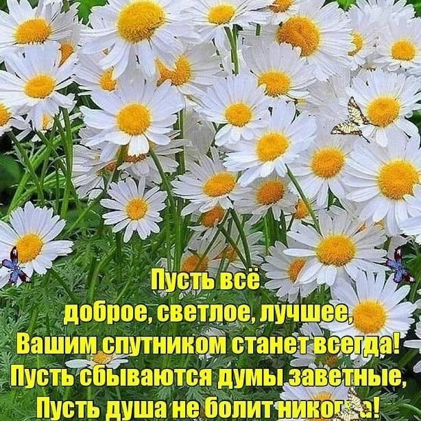 Картинка с ромашками с красивым пожеланием 355 отметок "Нравится", 9 комментариев - Ольга Анатольевна (@olga_dracheva) в In