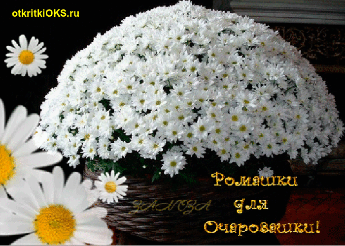 Картинка с ромашками с красивым пожеланием Ромашки для Очаровашки :))) Ромашки, Фотография цветов, Красивые цветы