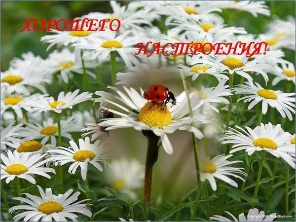 Картинка с ромашками с красивым пожеланием Белые ромашки (Владимир Крякин 2) / Стихи.ру