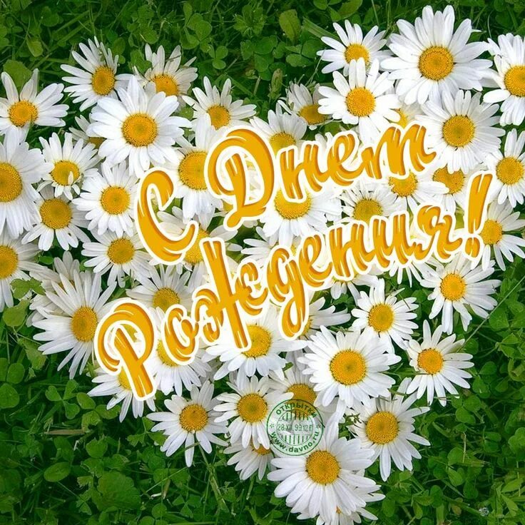 Картинка с ромашками с красивым пожеланием Pin by Galka on День рождения Birthday cards, Happy birthday wishes, Birthday wi