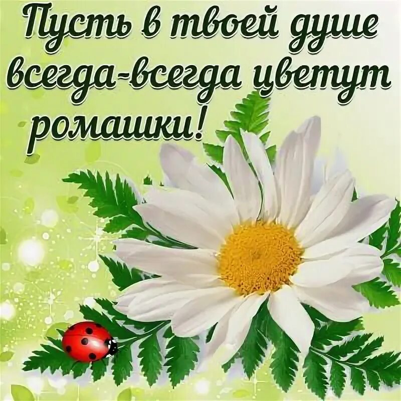 Картинка с ромашками с красивым пожеланием Лови открытку on Viber