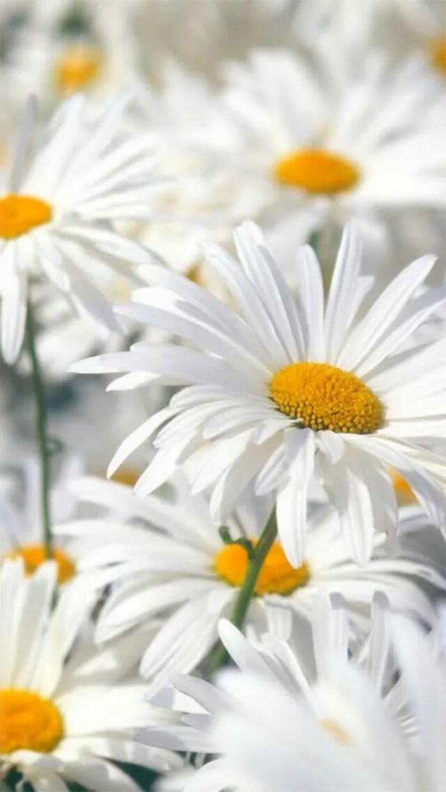 Картинка с ромашками с красивым пожеланием iPhone X Wallpapers Daisy wallpaper, Daisy, Gerbera daisy