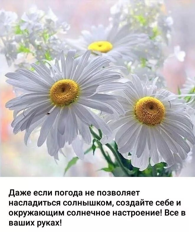 Картинка с ромашками с красивым пожеланием Пин от пользователя Татьяна Корчина на доске Открытки Цветок, Ромашки, Картинки