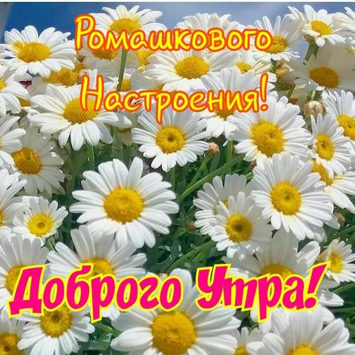 Картинка с ромашками с красивым пожеланием Pin on Доброе утро Plants