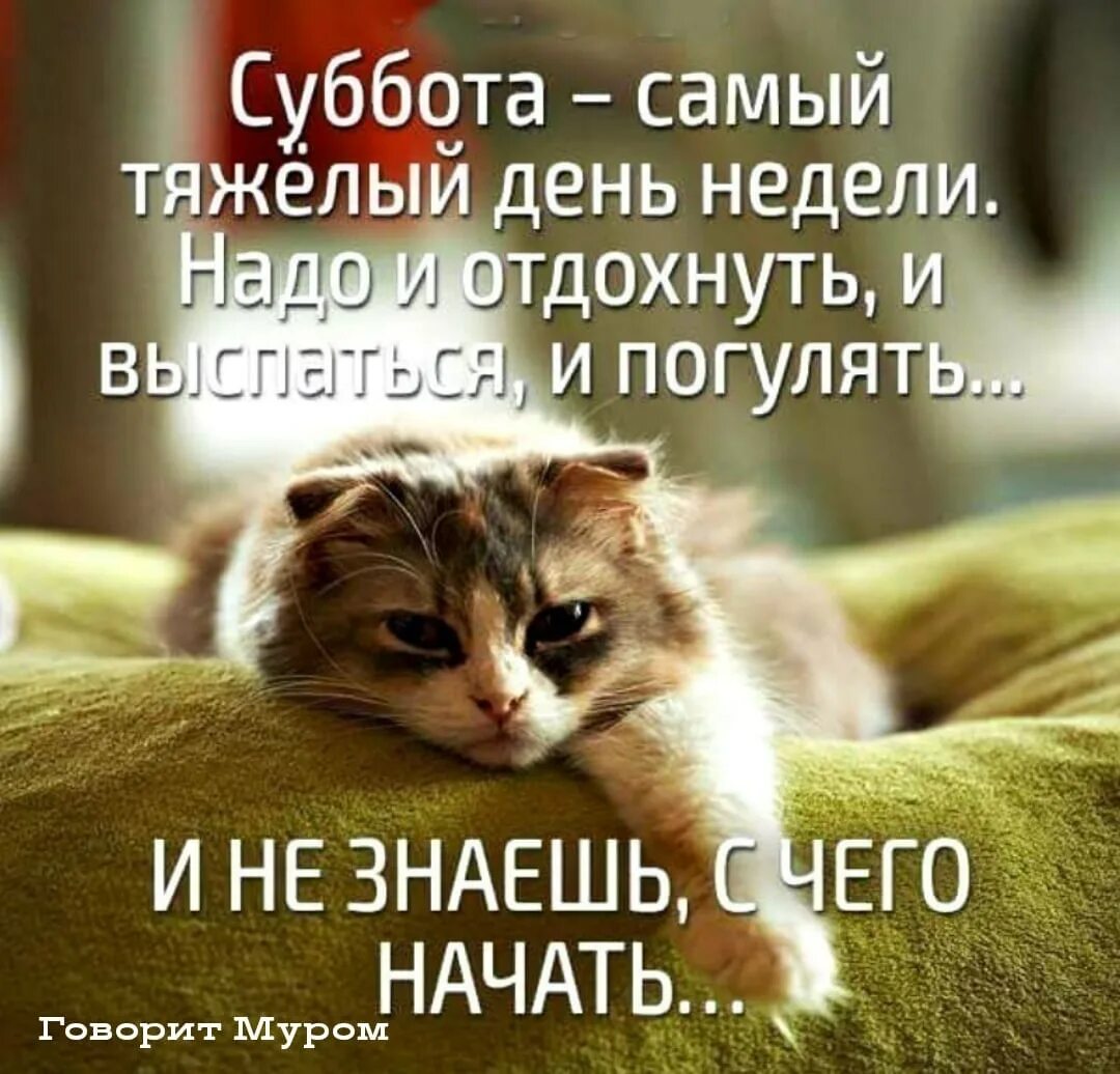 Картинка с субботним днем прикольные С Добрым Субботним Утром ☕ ️☕ ️☕ ОЧЕНЬ КРАСИВАЯ Музыкальная Открытка. ПРИВЕТ, Субб