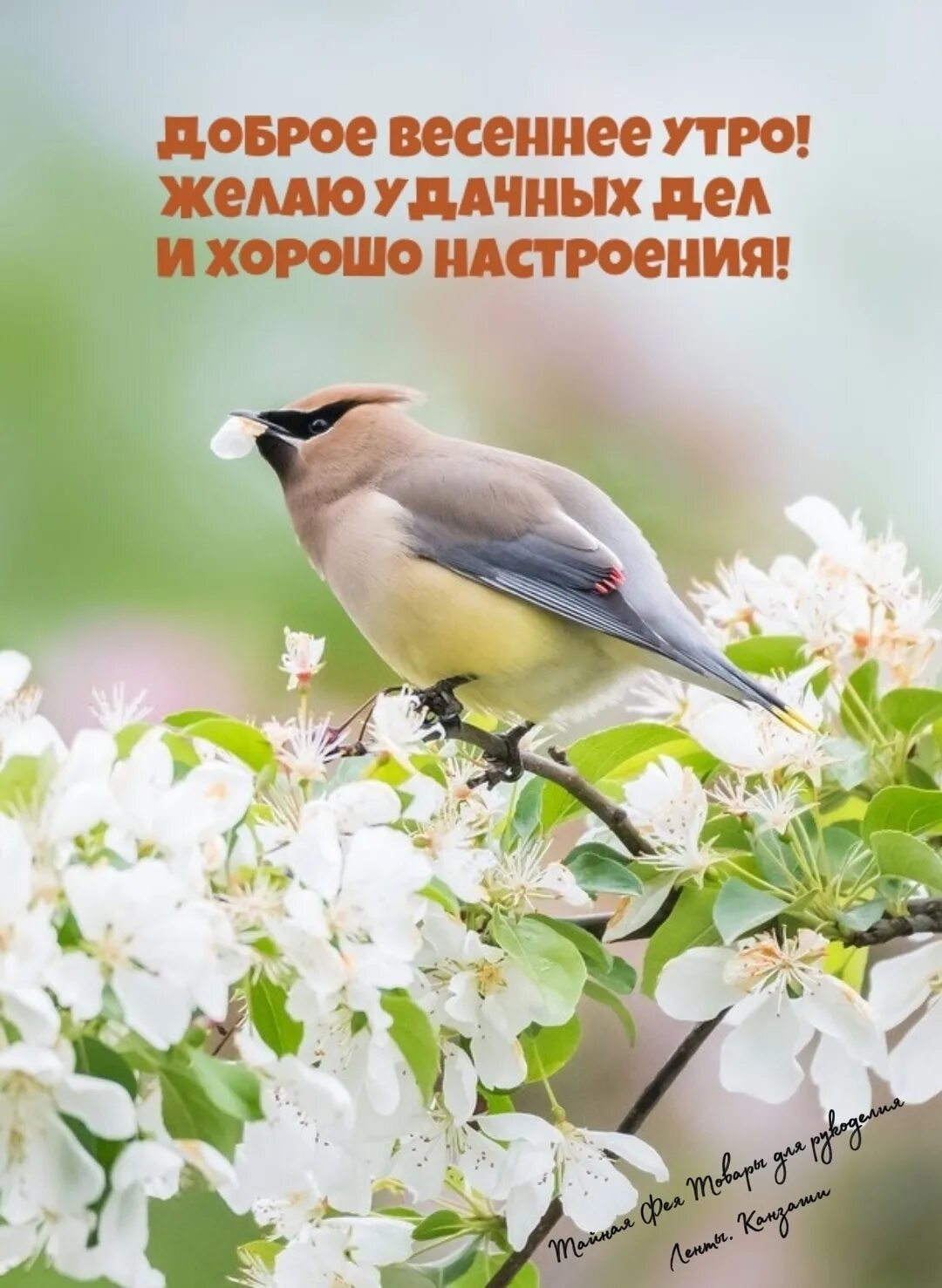 Картинка с весенним утром пожеланиями добрым Good morning 2023 "Тайная Фея "Товары для рукоделия.Ленты.Канзаши. VK