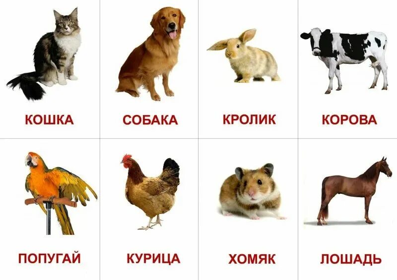Картинка с животными для детей для описания Учебные карточки"Домашние животные" - купить в Набережных Челнах по цене договор