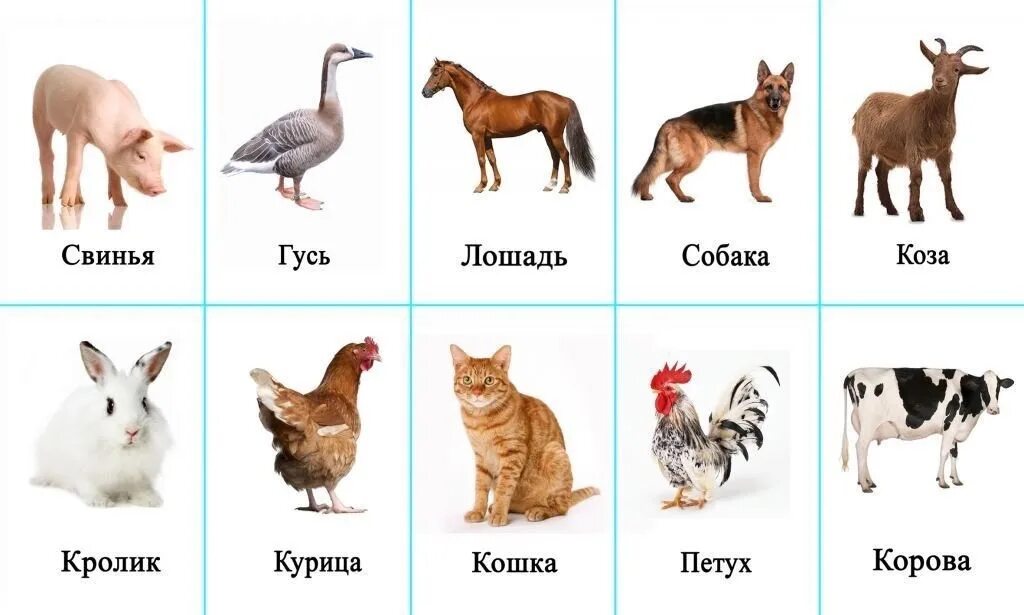 Картинка с животными для детей для описания 3) Какие животные изображены на картинке? 2024 Группа № 5 "КЛУБНИЧКА" ВКонтакте