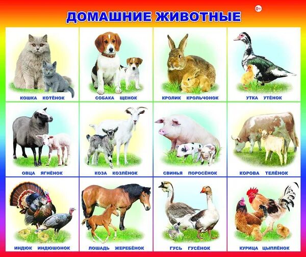 Картинка с животными для детей для описания Характеристики Обучающий плакат Алфея "Домашние птицы" подробное описание товара