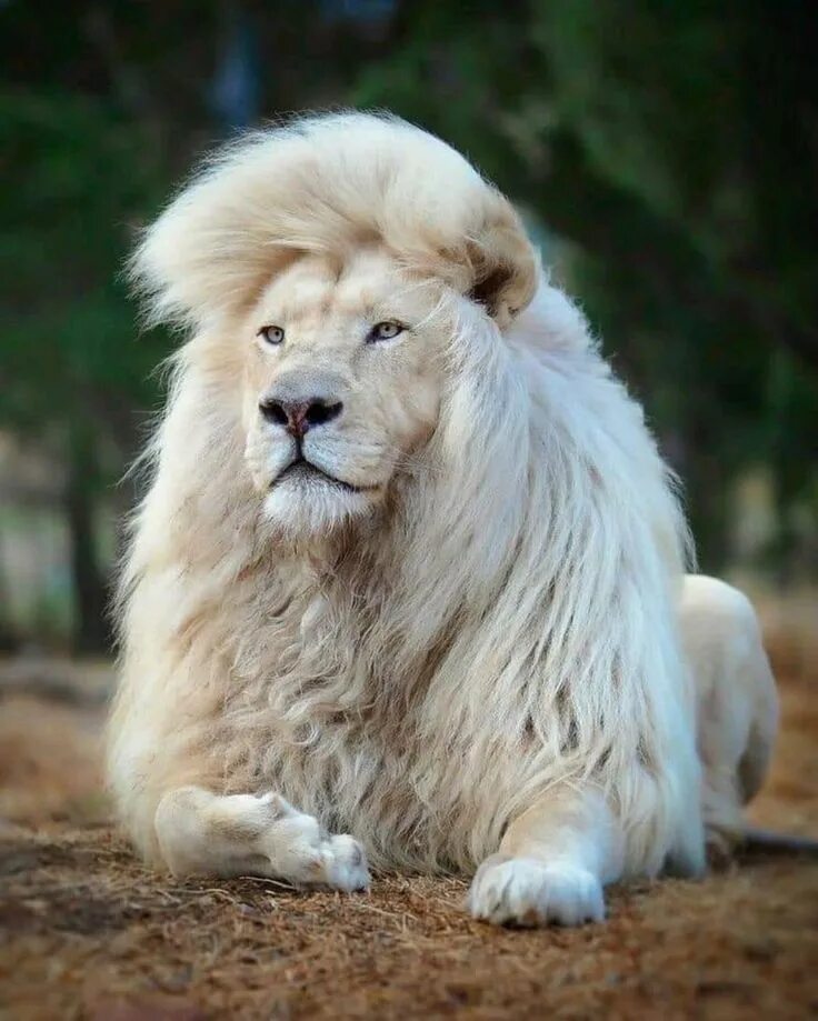 Картинка самого красивого животного Pin by अRNव ❤ अRCHना on Pins by you Beautiful lion, Animals, White lion