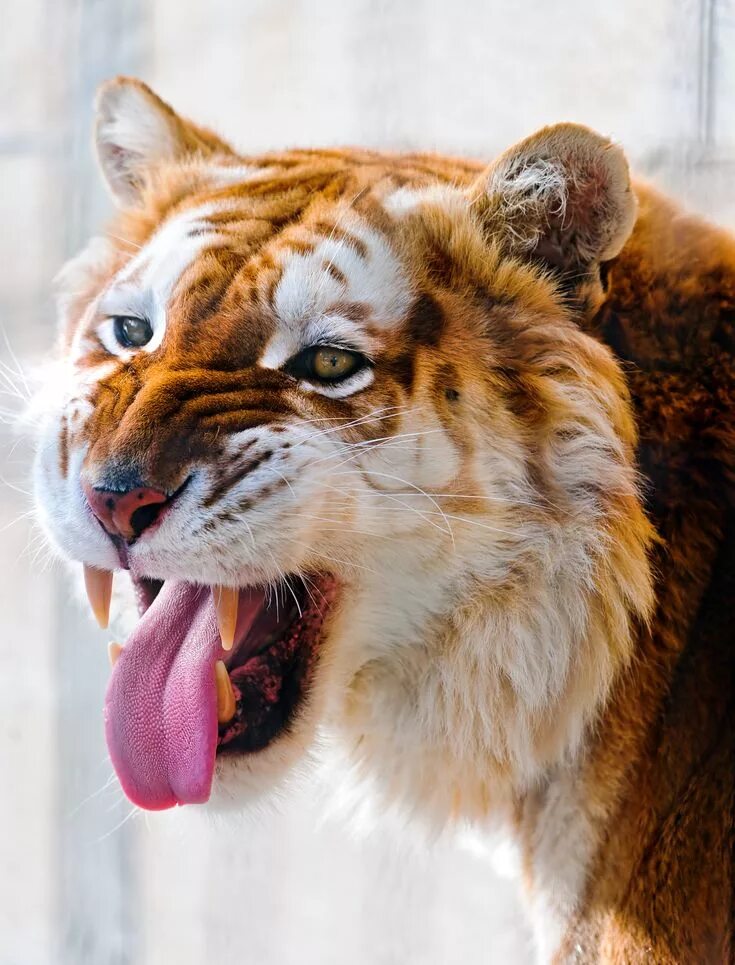 Картинка самого красивого животного All sizes Flehmen golden tiger Flickr - Photo Sharing! Animals, Beautiful cats, 
