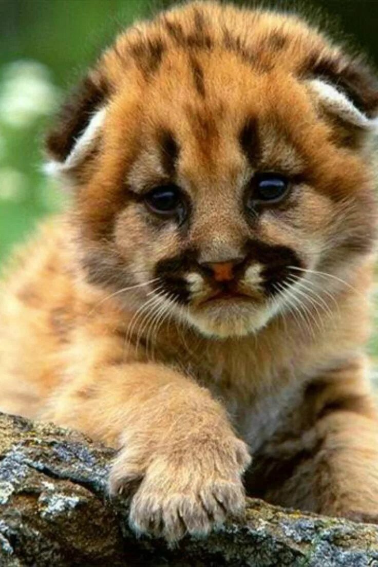 Картинка самого красивого животного Pin by Deneice Beecher on From the inocence of a negative. Baby animals, Cute ba