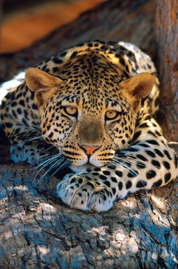 Картинка самого красивого животного Leopard...... - Pixdaus Animals wild, Beautiful cats, Cute animals