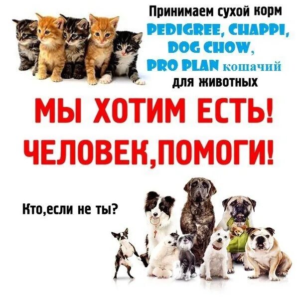 Картинка сбор корма для животных Школа - это не только уроки, школа - это место. Где мы учимся дружить, верить, п