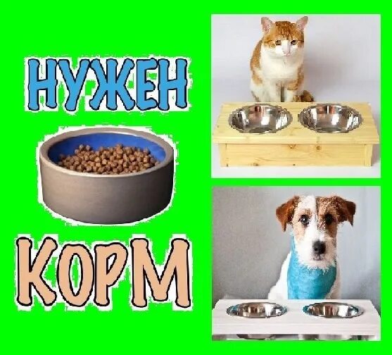 Картинка сбор корма для животных Прием корма