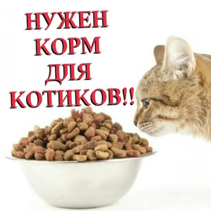 Картинка сбор корма для животных СПАСИБО БОЛЬШОЕ.Собрали на корма для Сёмы и двух подкидышей. - обсуждение на фор