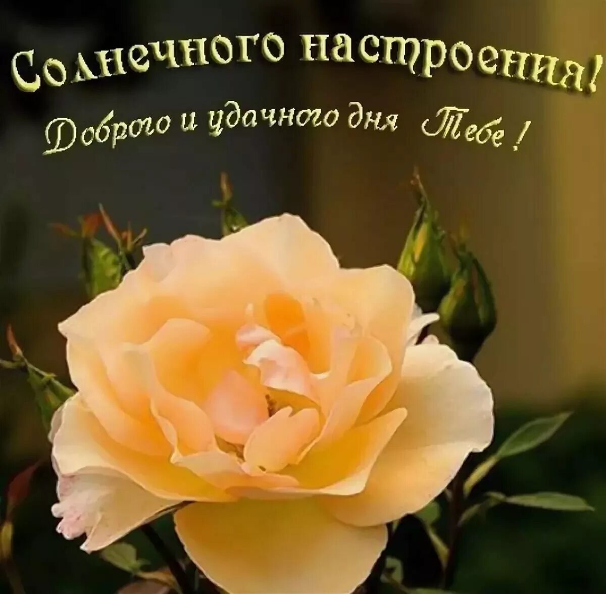 Картинка счастливого дня и хорошего настроения Солнечного настроения! Хорошего дня!