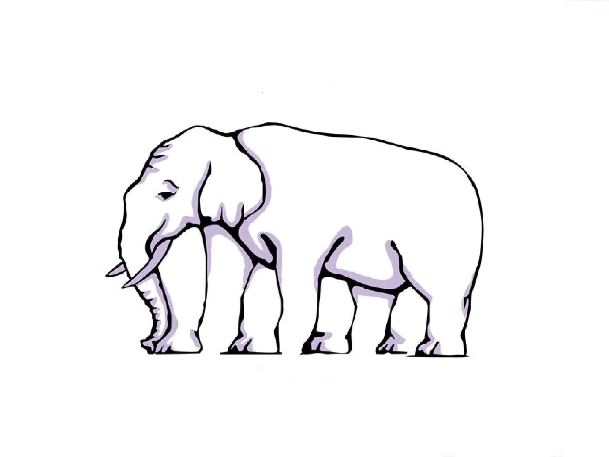 Картинка слон сколько животных Optical Illusions on emaze
