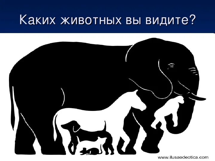 Картинка слон сколько животных Школьный проект "Оптические иллюзии"