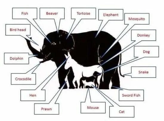 Картинка слон сколько животных No One Can Agree On How Many Animals Are In This Picture Juegos mentales imagene