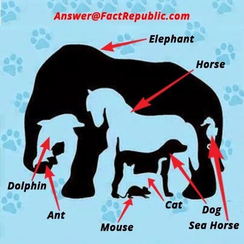 Картинка слон сколько животных Interesting Puzzles - Fact Republic Logic puzzles brain teasers, Hidden words in