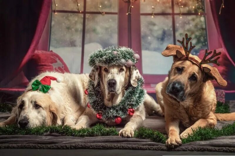 Картинка собака новый год 45 Dog Christmas Puns to Celebrate the Howl-idays! - Dogster