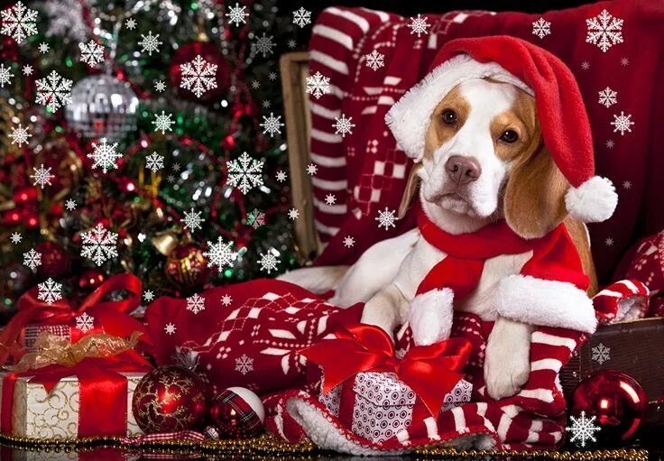 Картинка собака новый год Pin von lizuca auf Animali natalizi Hund weihnachten, Weihnachtshund, Hunde welp