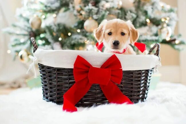 Картинка собака новый год Our Home For Christmas. Christmas home, Cosy christmas, Christmas animals