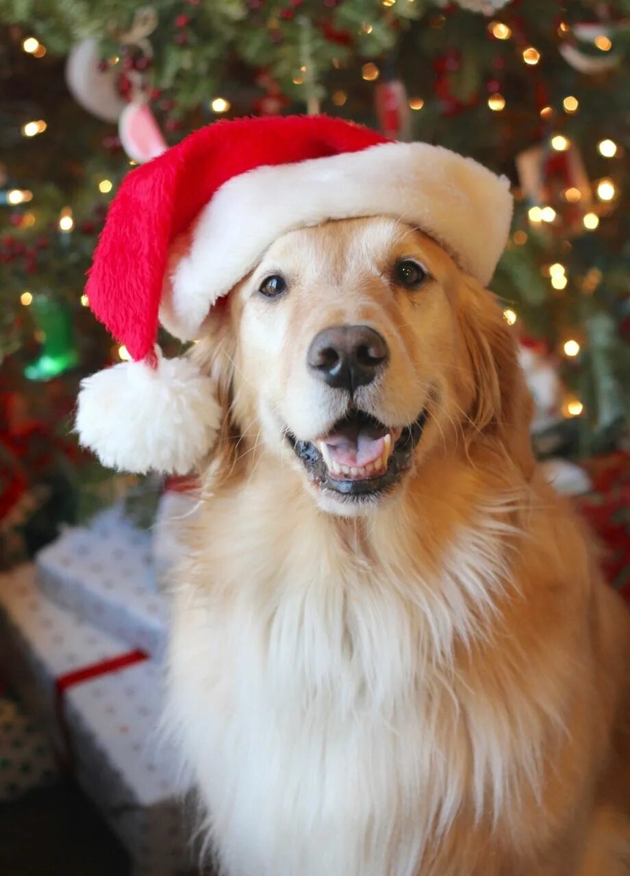 Картинка собака новый год The essence of joy Dog christmas pictures, Dog christmas photos, Dog photoshoot