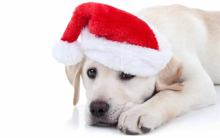 Картинка собака новый год Download wallpapers Christmas, dog, labrador, Santa Claus hat, New Year, dog yea