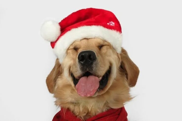 Картинка собака новый год Cani e gatti di Natale Immagini divertenti di natale, Golden retriever, Animali 