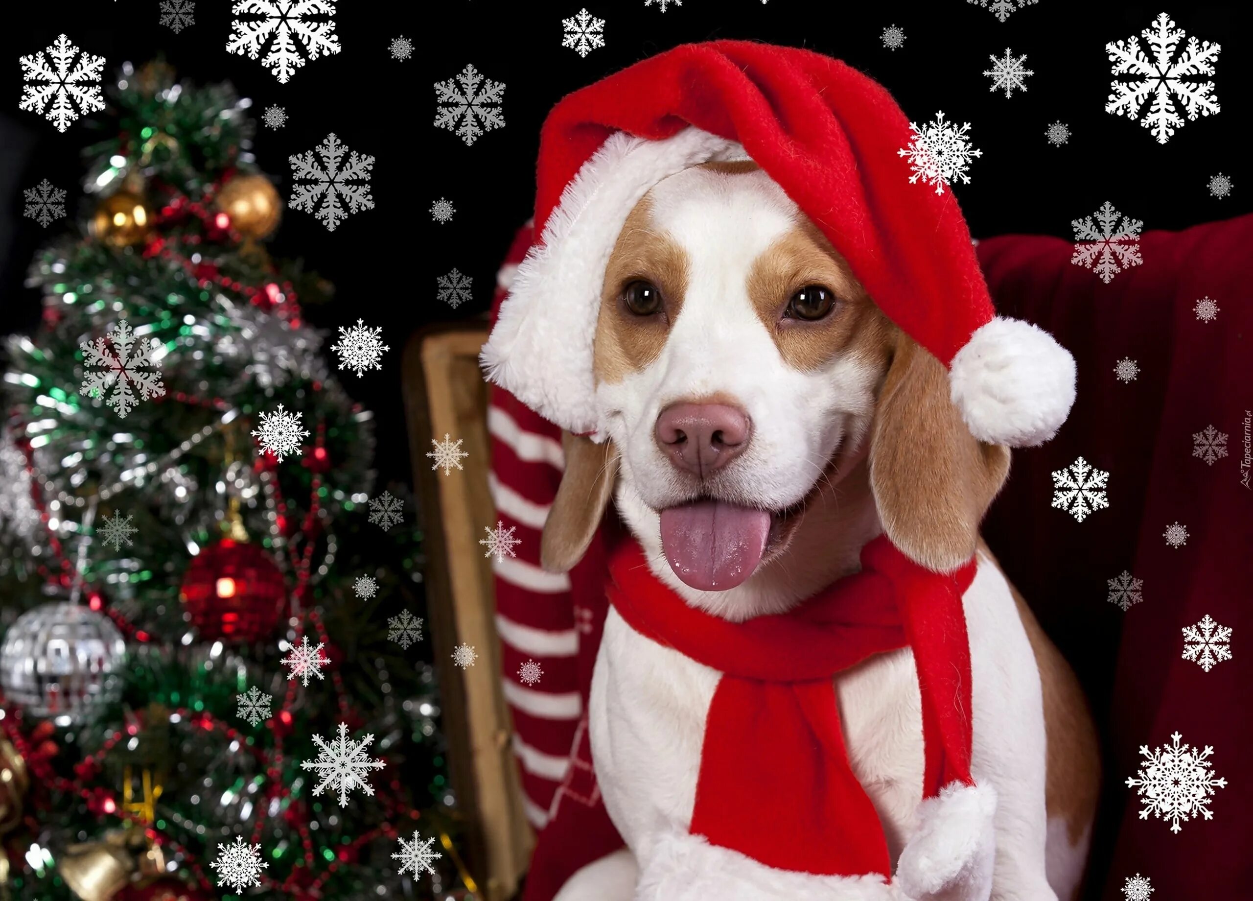 Картинка собака новый год Pies, Beagle, Czapka, Mikołaja, Choinka Animali