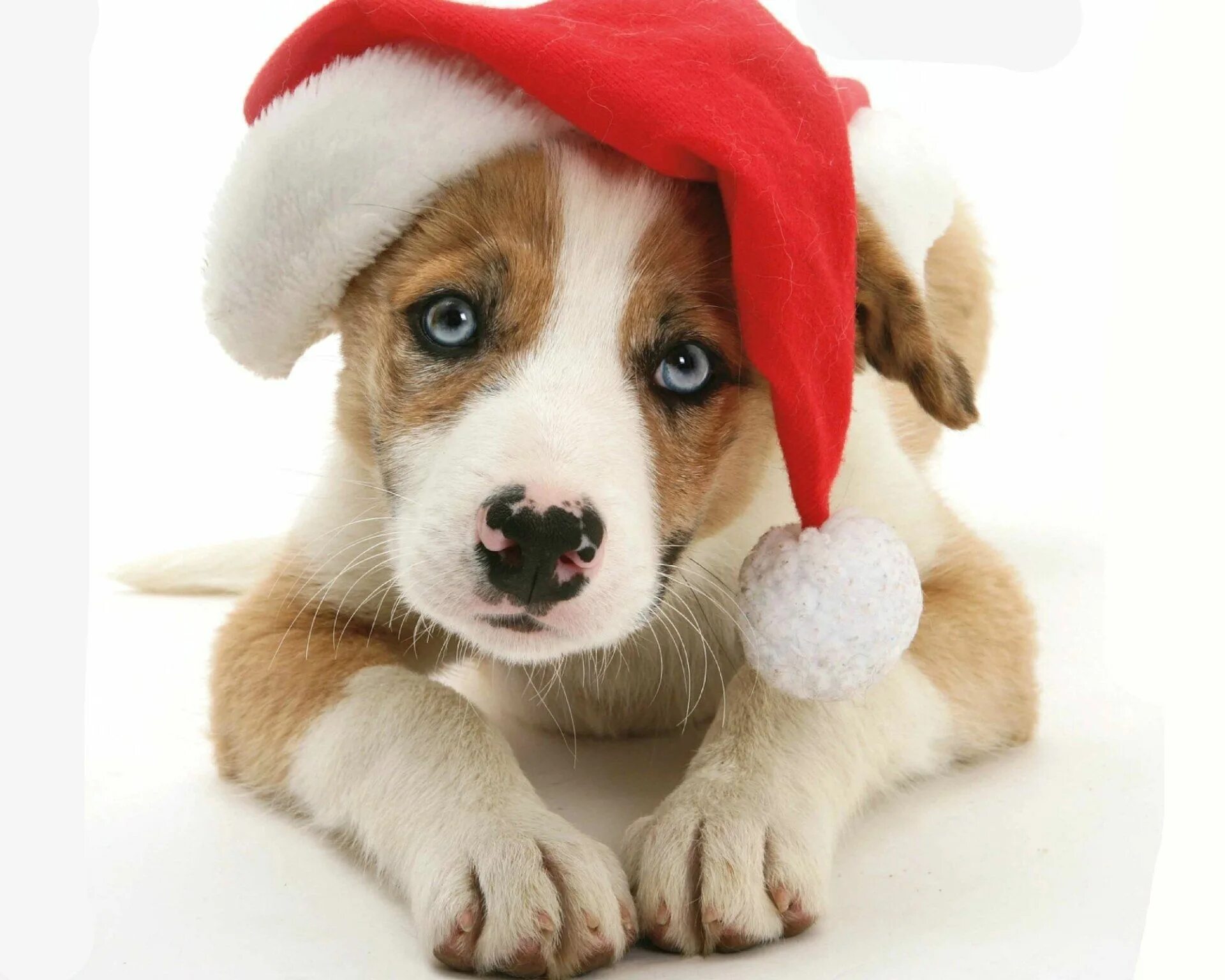 Картинка собака новый год Animal Puppy Muzzle Animal Dog Cute Santa Hat Christmas Wallpaper