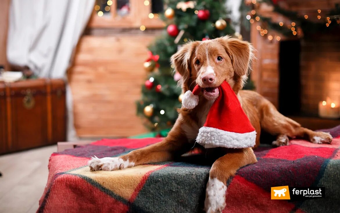 Картинка собака новый год Pets and Christmas the Risks Under the Tree