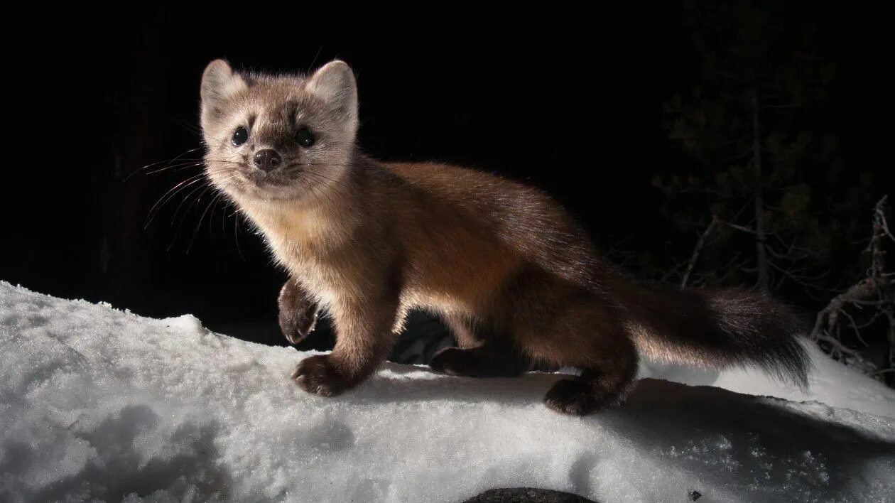 Картинка соболь животное Camera Trap Meets Studio Lighting: Stunning Images and the Story Behind Them Ani