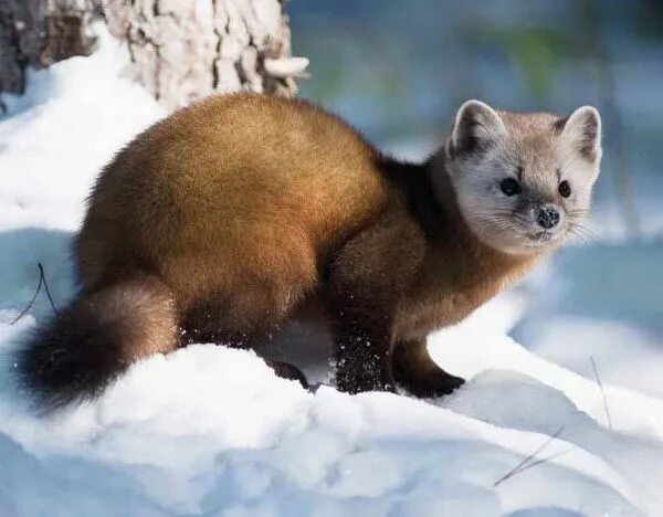 Картинка соболь животное 2014 North American Wildlife Promotional Calendars_February2014 - American Marte