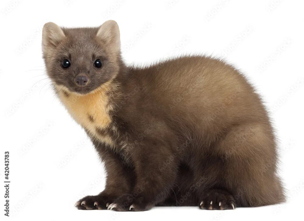 Картинка соболь животное European Pine Marten or pine marten, Martes martes, 4 years old Фотографія Stock