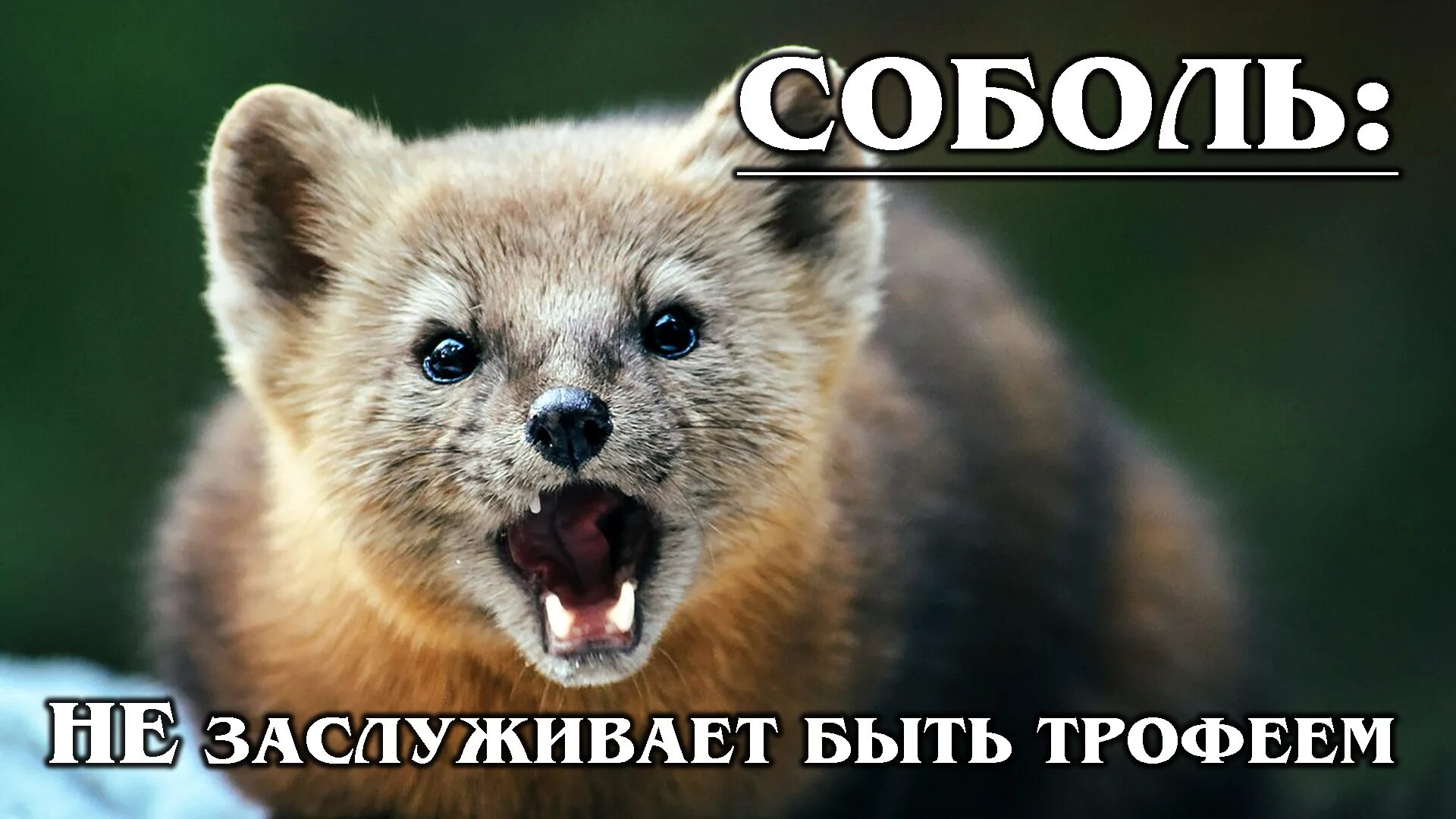 Картинка соболь животное СОБОЛЬ: Самый ценный маленький хищник в мире Интересные факты про соболя и семей