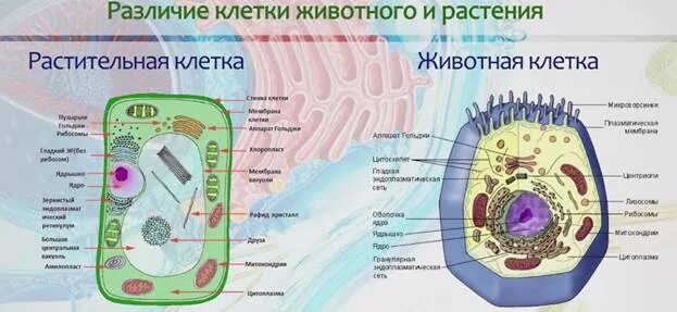 Картинка строение животной и растительной клетки Клетка видеоурок