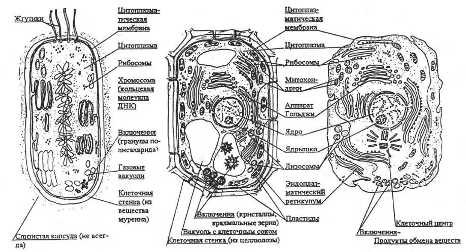 Картинка строение животной и растительной клетки Методические указания для выполнения практических работ по предмету УПВ.03Биолог