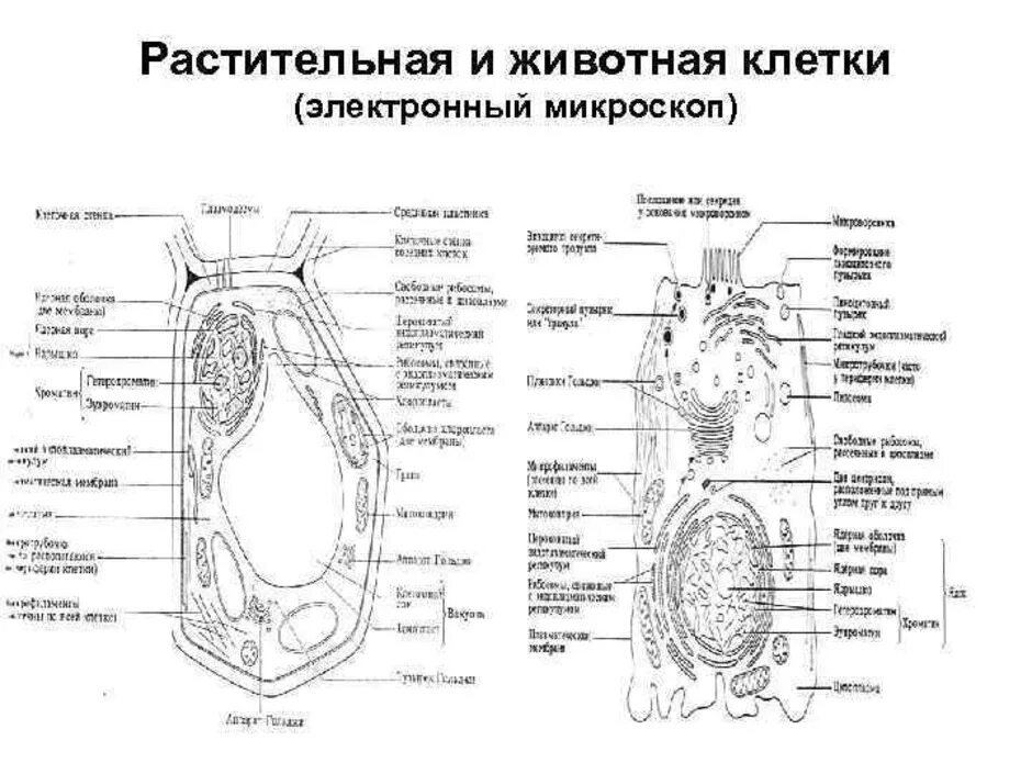 Картинка строение животной и растительной клетки Животная И Растительная Клетка Рисунок (57 Фото)