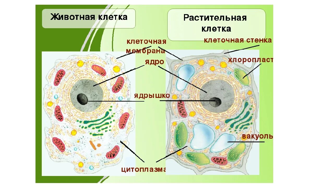 Картинка строение животной и растительной клетки Средние клетки