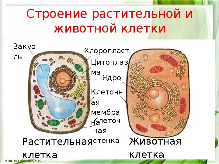 Картинка строение животной и растительной клетки Презентация "Строение клетки" 5 класс