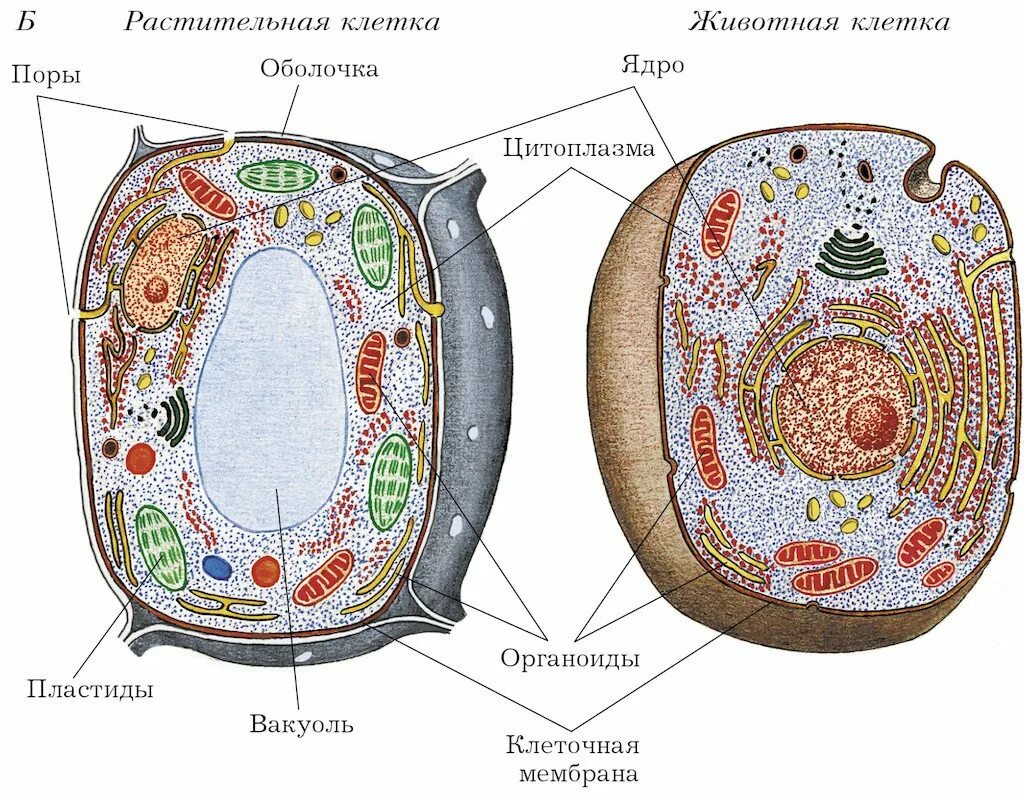 Картинка строение животной и растительной клетки Картинки НАРИСОВАТЬ СТРОЕНИЕ КЛЕТОК РАСТЕНИЙ