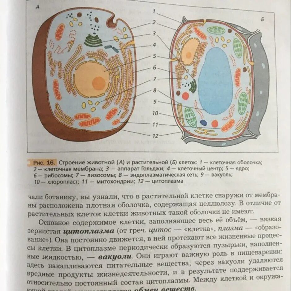 Картинка строение животной и растительной клетки Определите растительную животную клетки