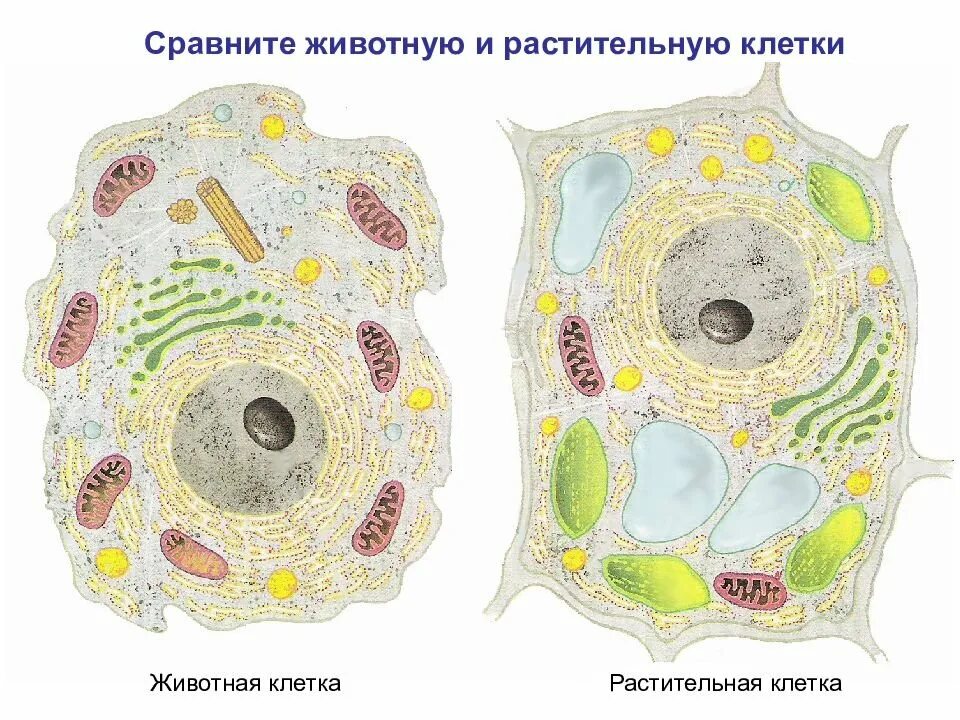 Картинка строение животной и растительной клетки Строение клетки. Клеточная мембрана. Цитоплазма.