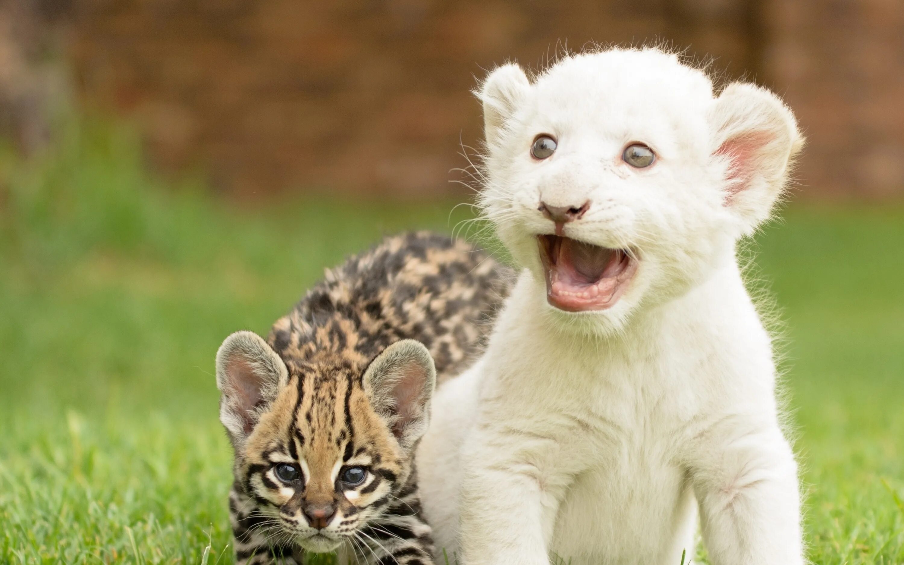 Картинка там всякими животными 10 Latest Cute Dog And Cat Wallpaper FULL HD 1920 × 1080 For PC Background 2024