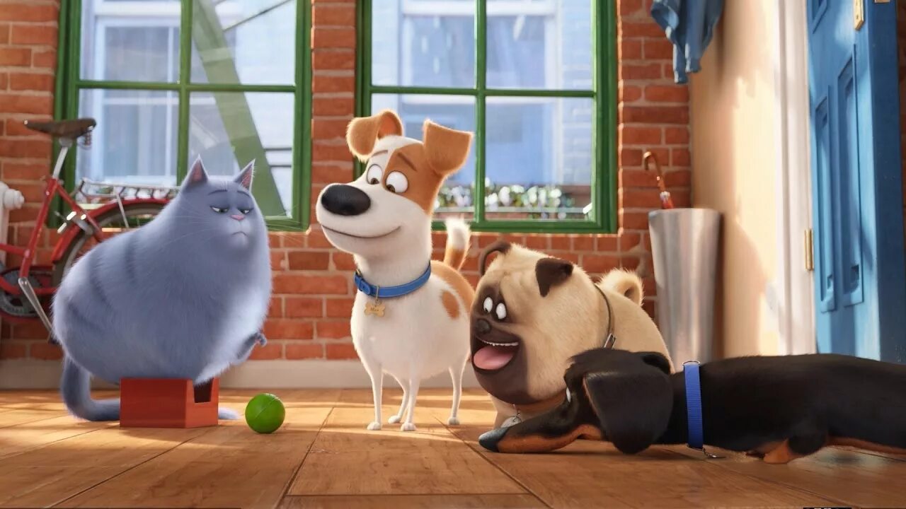 Картинка тайна домашних животных some shots from "the secret life of Pets"... - YouTube
