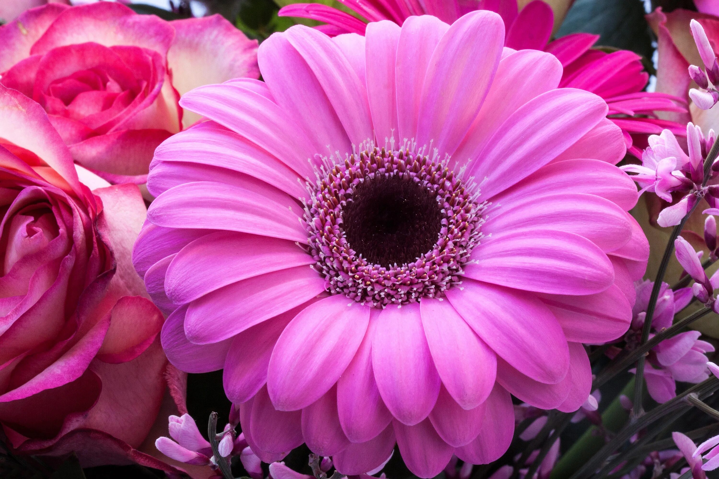 Картинка цветы красивые позитивные Free Images : nature, purple, petal, spring, red, lush, pink, flora, flowers, ro